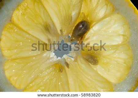 Closeup of a slice of lemon in back light