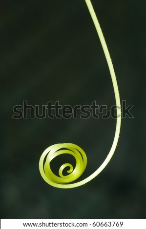 Curled tendril of a crawling plant