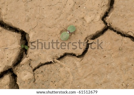 Plant growing in a crack on dry ground