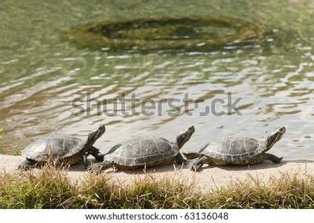 Three turtles basking in the midday sun