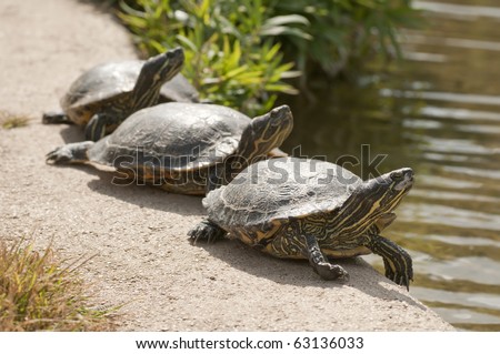 Three turtles basking in the midday sun