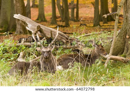 Male and Female red deer sitting on a wood ground in autumn