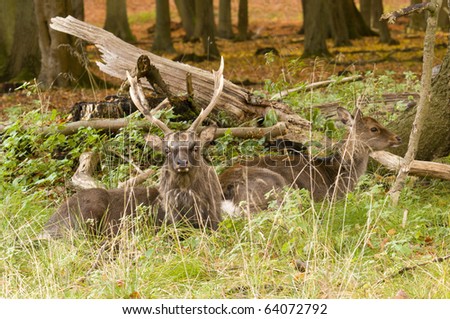 Male and Female red deer sitting on a wood ground in autumn