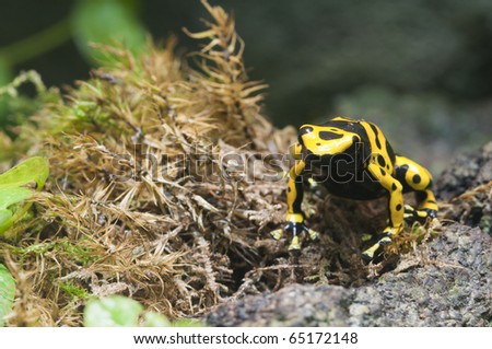 Black and yellow tropical poisonous frog of the rain forest