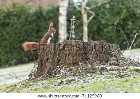 red squirrel or Eurasian red squirrel (Sciurus vulgaris) is a species of tree squirrel in the genus Sciurus common throughout Eurasia.