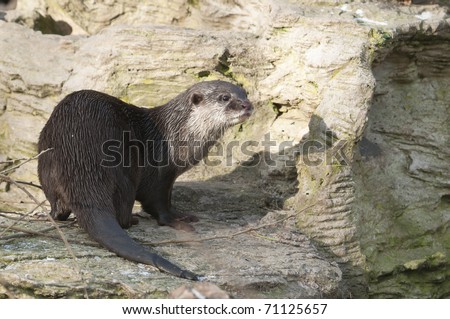 European Otter (Lutra lutra), Eurasian river otter, common otter and Old World otter, is a European and Asian member of the Lutrinae