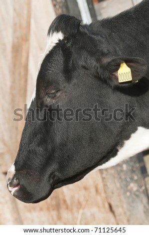 Adult female Dairy cattle (dairy cows) of the species Bos taurus.