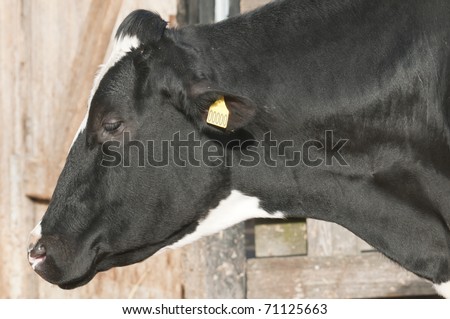 Adult female Dairy cattle (dairy cows) of the species Bos taurus.
