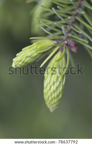 Green young buds of coniferous tree with needle leaves