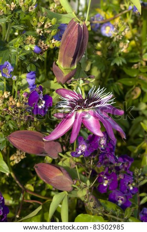 Passion flowers, Passiflora, among blue flowers