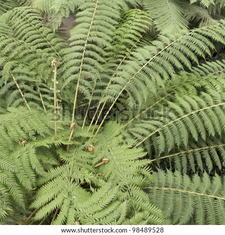 View from above of tree ferns