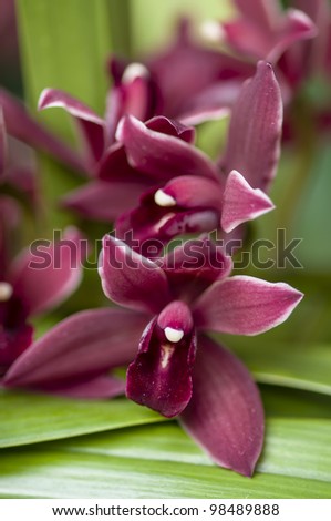 Ornamental Tropical orchid flowers