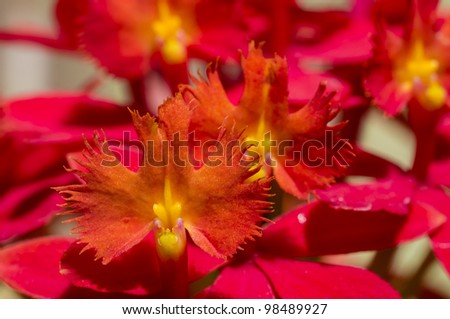 Ornamental Tropical orchid flowers