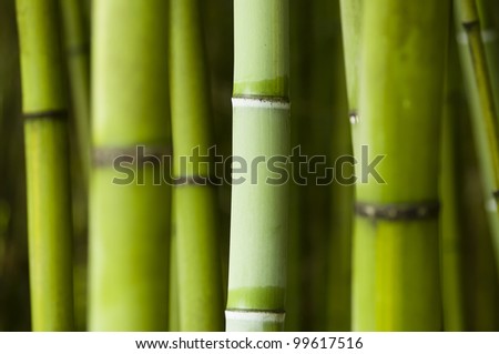 green trunks