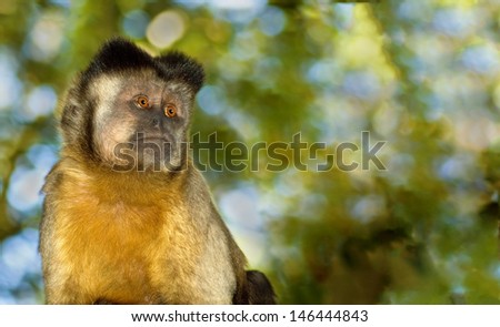 A lone capuchin monkey stares into empty space.