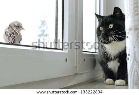 Cat Watching Bird On The Window