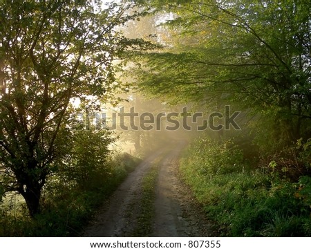 foggy path in forest