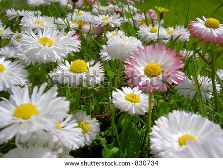 flowery meadow