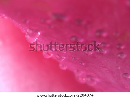 water drops on petal
