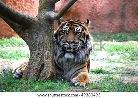 A photograph of a tiger resting behind a tree.