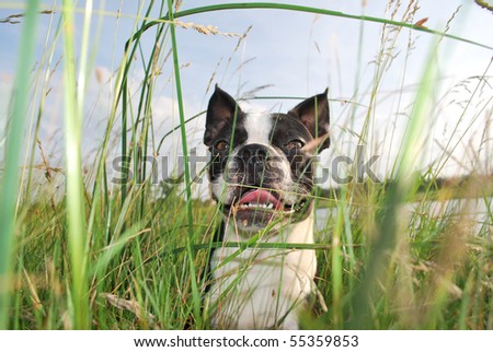 A photograph of a boston terrier puppy smiling while hiding in the tall green grass and weeds.