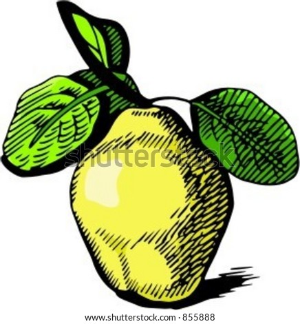 quince clipart