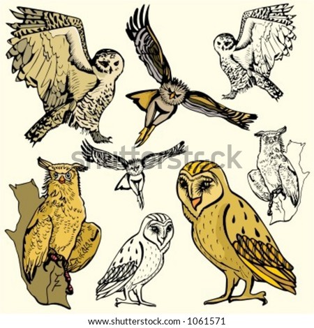 Pics Of Owls. illustrations of owls.