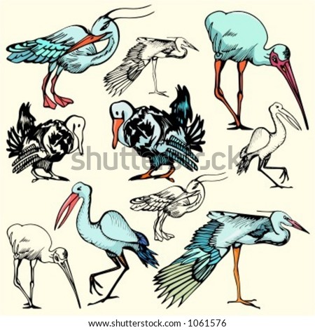 illustrations of birds. stock vector : A set of 5 vector illustrations of irds.