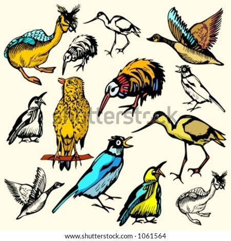 illustrations of birds. illustrations of irds.
