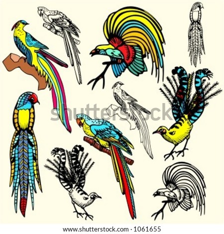 illustrations of birds. stock vector : A set of 5 vector illustrations of irds.