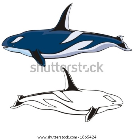 stock vector : Vector illustration of a killer whale.