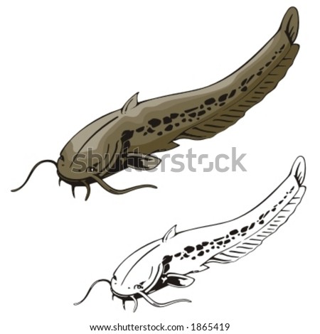 Vector Illustration Of A Catfish. - 1865419 : Shutterstock