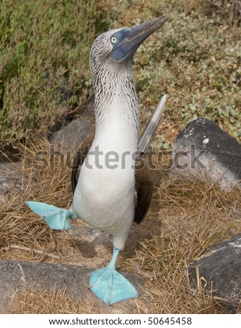 First, The Blue-Footed Boobies Hop On One Foot, Then Sky-Points
