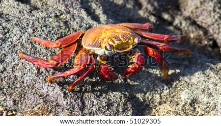 Sally Lightfoot Crab  on Rock on Isla Fernandina, Galapagos Islands, Ecuador