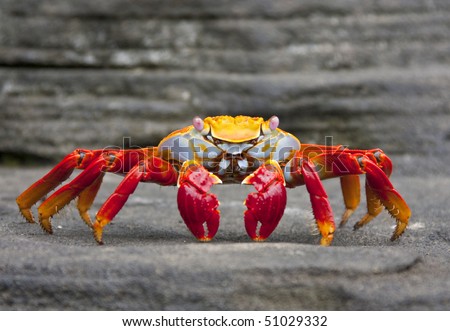 Sally Lightfoot Crab  on Rock on Isla Fernandina, Galapagos Islands, Ecuador