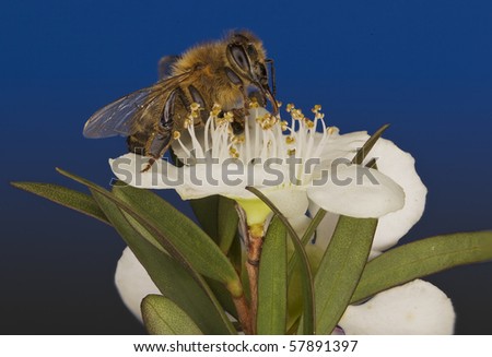 Bee pollinates flower with deep focus
