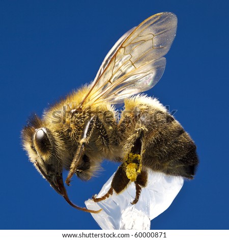 Deep Focus of Honey Bee
