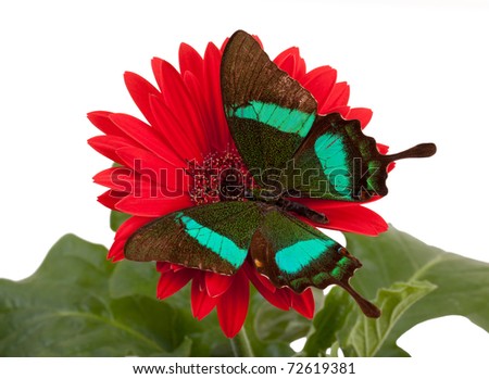 Emerald Swallowtail Butterfly