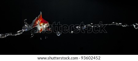 A tossed goldfish appears to be flying through the air accompanied by a stream of water and bubbles on a dark background.