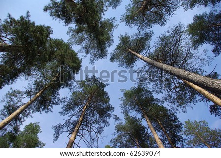 Crowns of pine trees from bottom to top