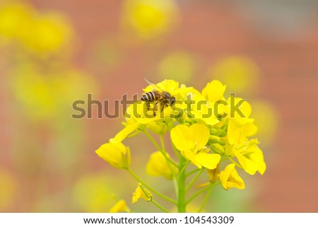 bee with cole flowers