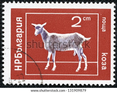 BULGARIA - CIRCA 1974: A post stamp printed in Bulgaria shows domestic animal, series. circa 1974