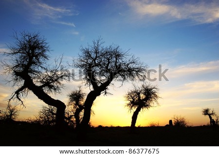 Dead standing tree with sunset glow