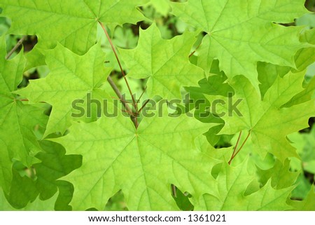 Green maple background.
