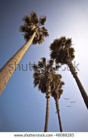 California Palm Trees With Birds Flying By