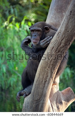 Chimpanzee monkey sitting on a tree.