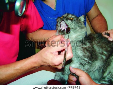 Veterinarian checking a cats teeth
