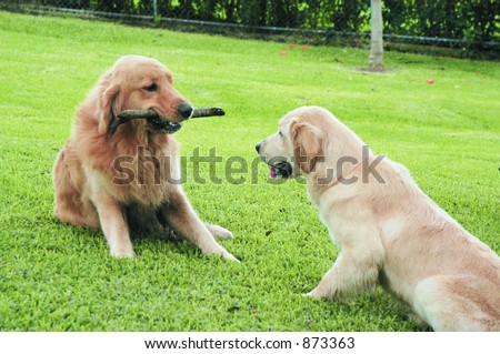 golden retriever puppy playing. stock photo : Two golden retriever puppies playing