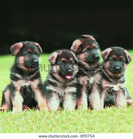 Four German Shepherd puppies posing