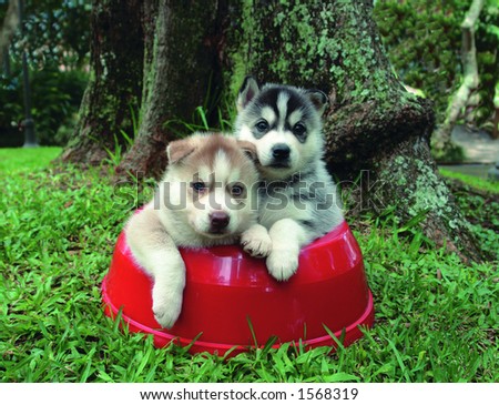 Four weeks old pure breed Siberian husky  puppies in a food bowl